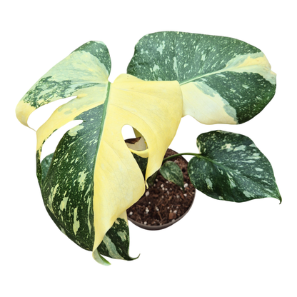 Monstera Thai Constellation Crème Brulee