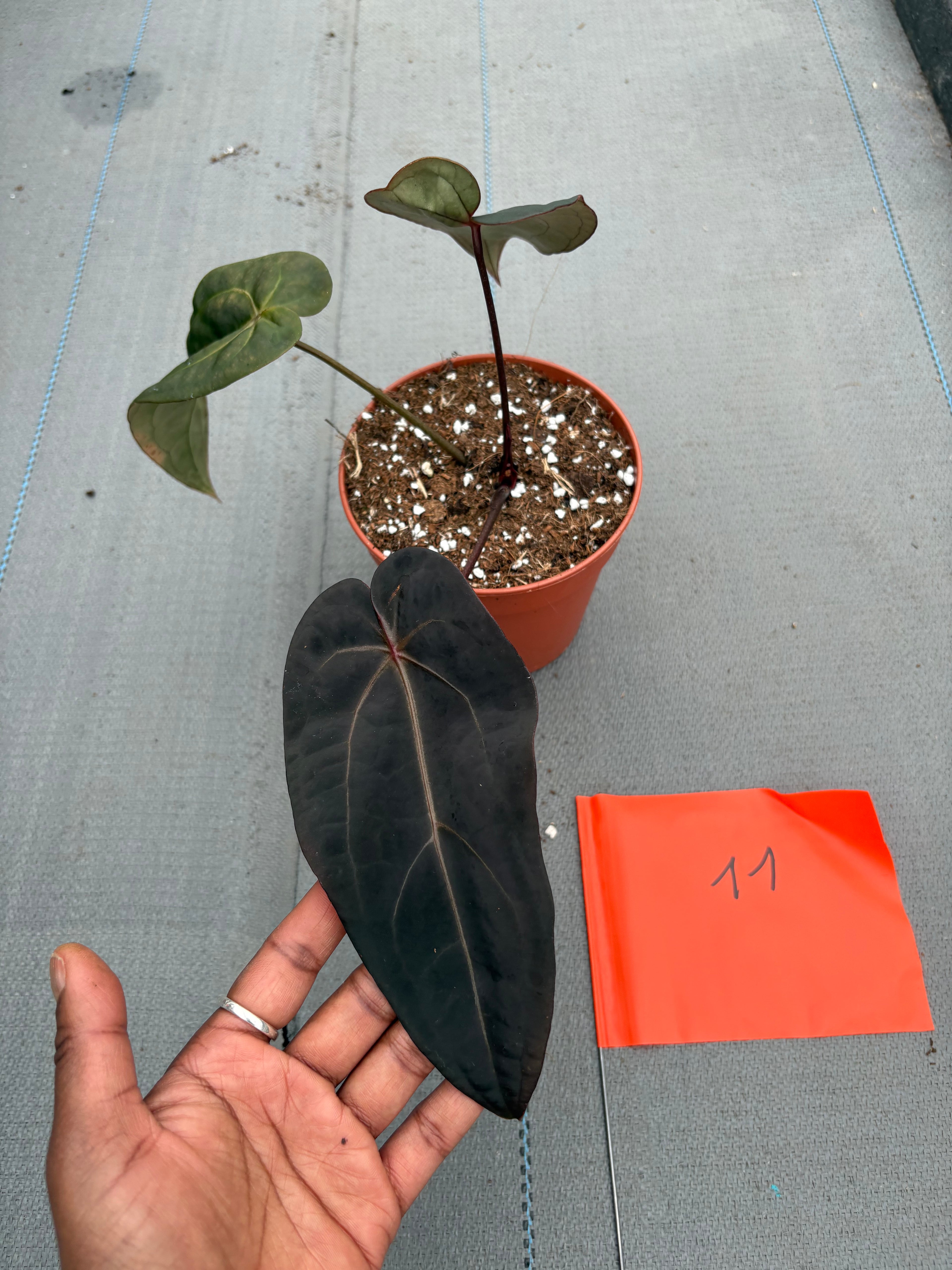 Live sale plant 11