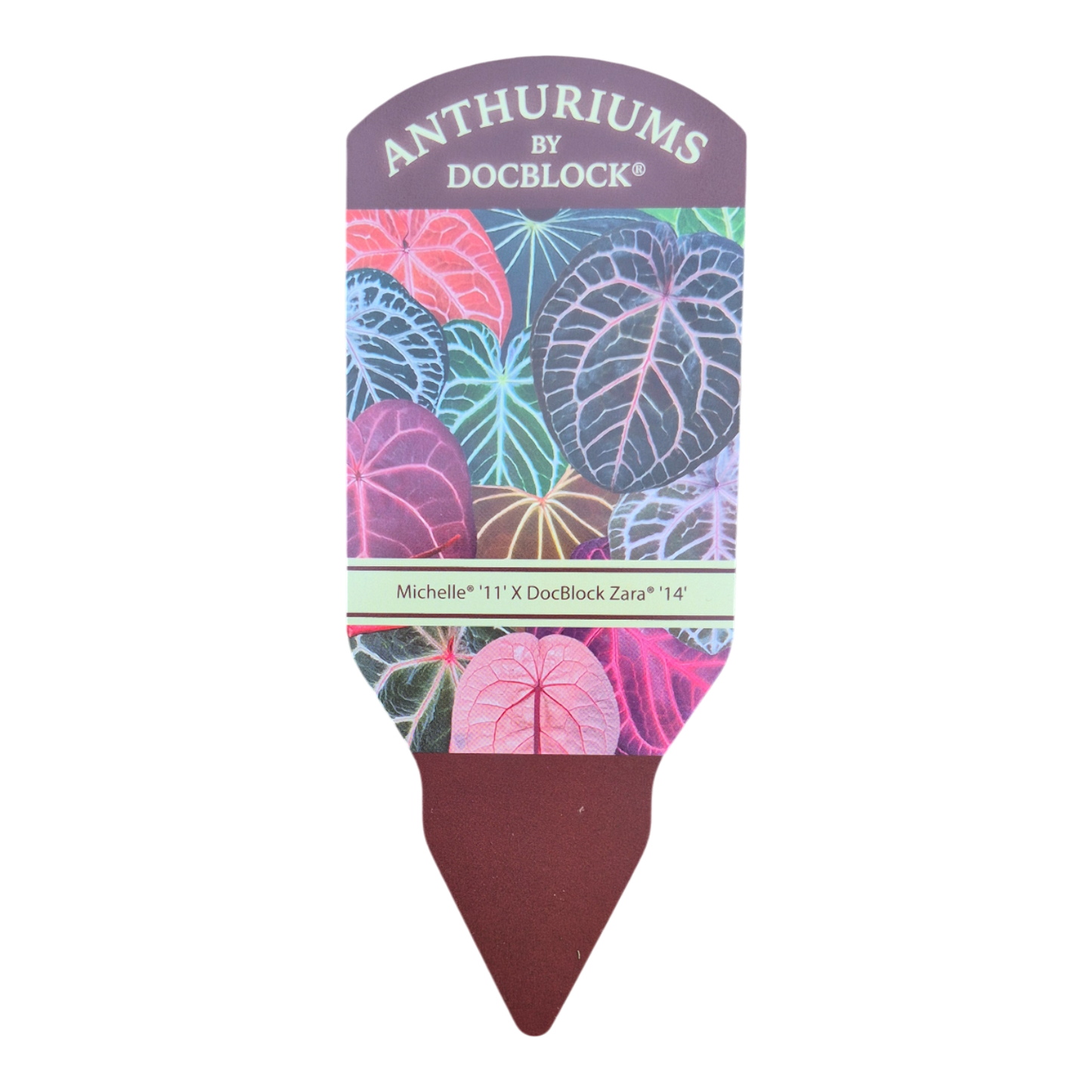 DocBlock Anthurium Michelle® '11' X Zara® '14'