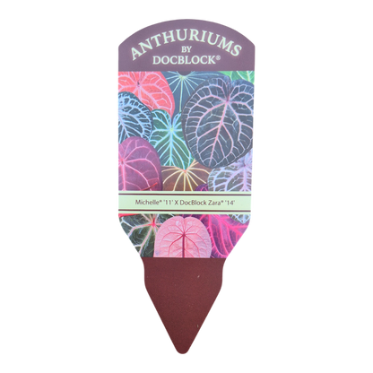DocBlock Anthurium Michelle® '11' X Zara® '14'