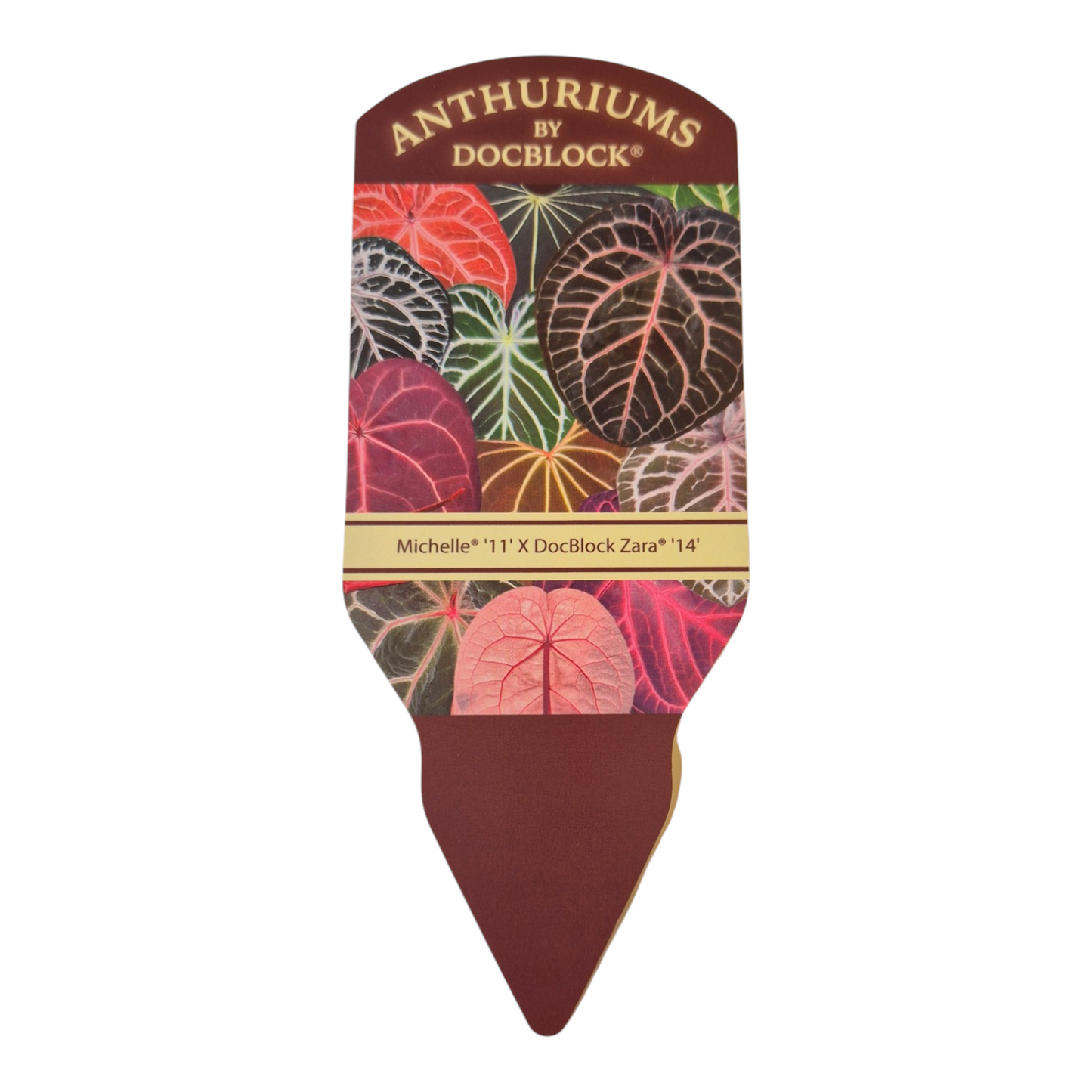 DocBlock Anthurium Michelle® '11' X Zara® '14'