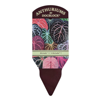 DocBlock Anthurium Michelle® '11' X Michelle® '1'
