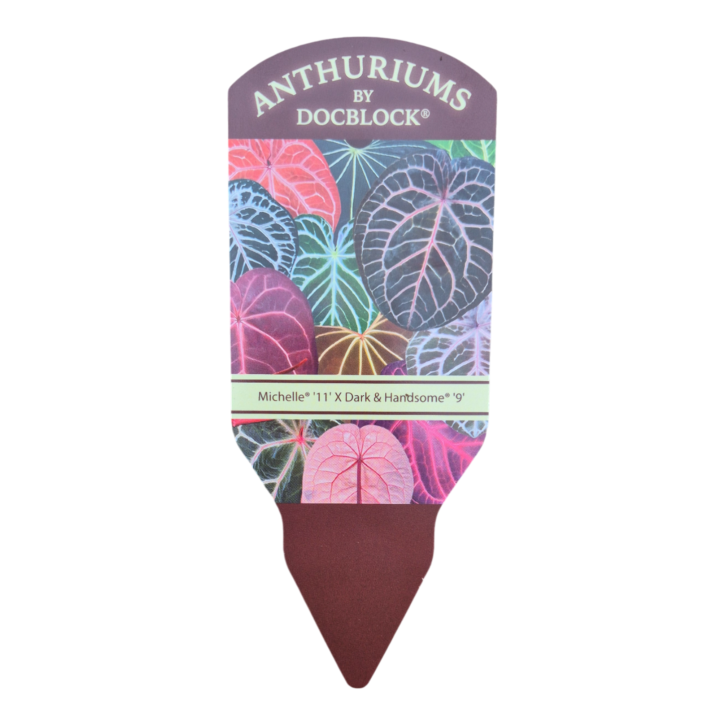 DocBlock Anthurium Michelle® '11' X Dark & Handsome® '9'