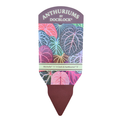 DocBlock Anthurium Michelle® '11' X Dark & Handsome® '9'
