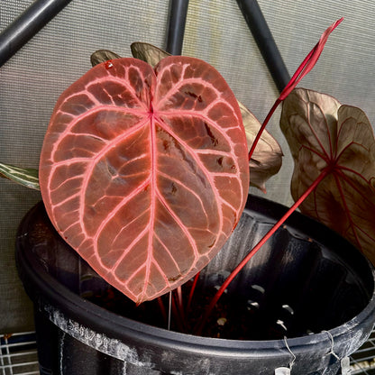 DocBlock Anthurium Orange® '26' X Crystal Red® '12'