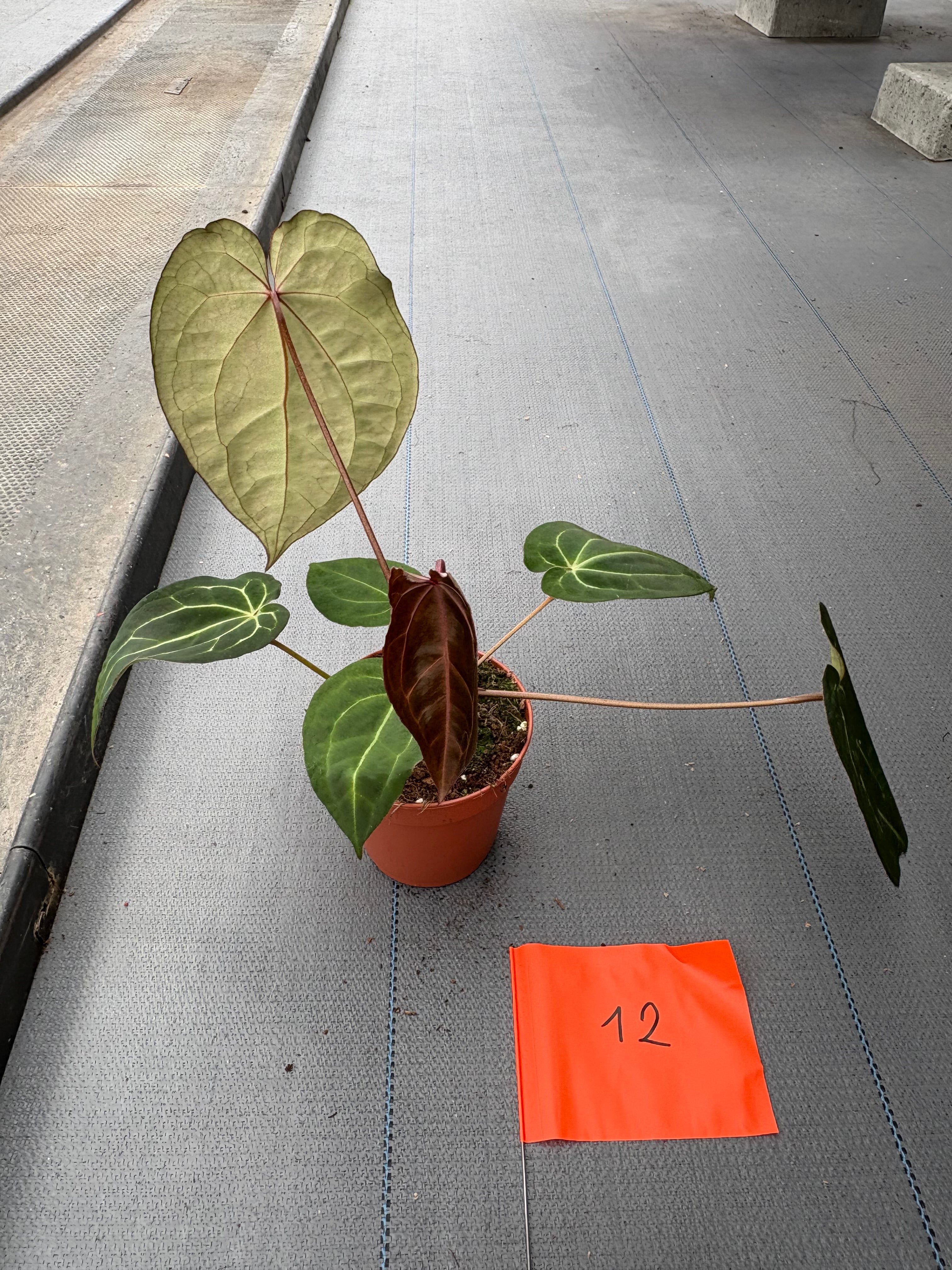 Live sale plant 12