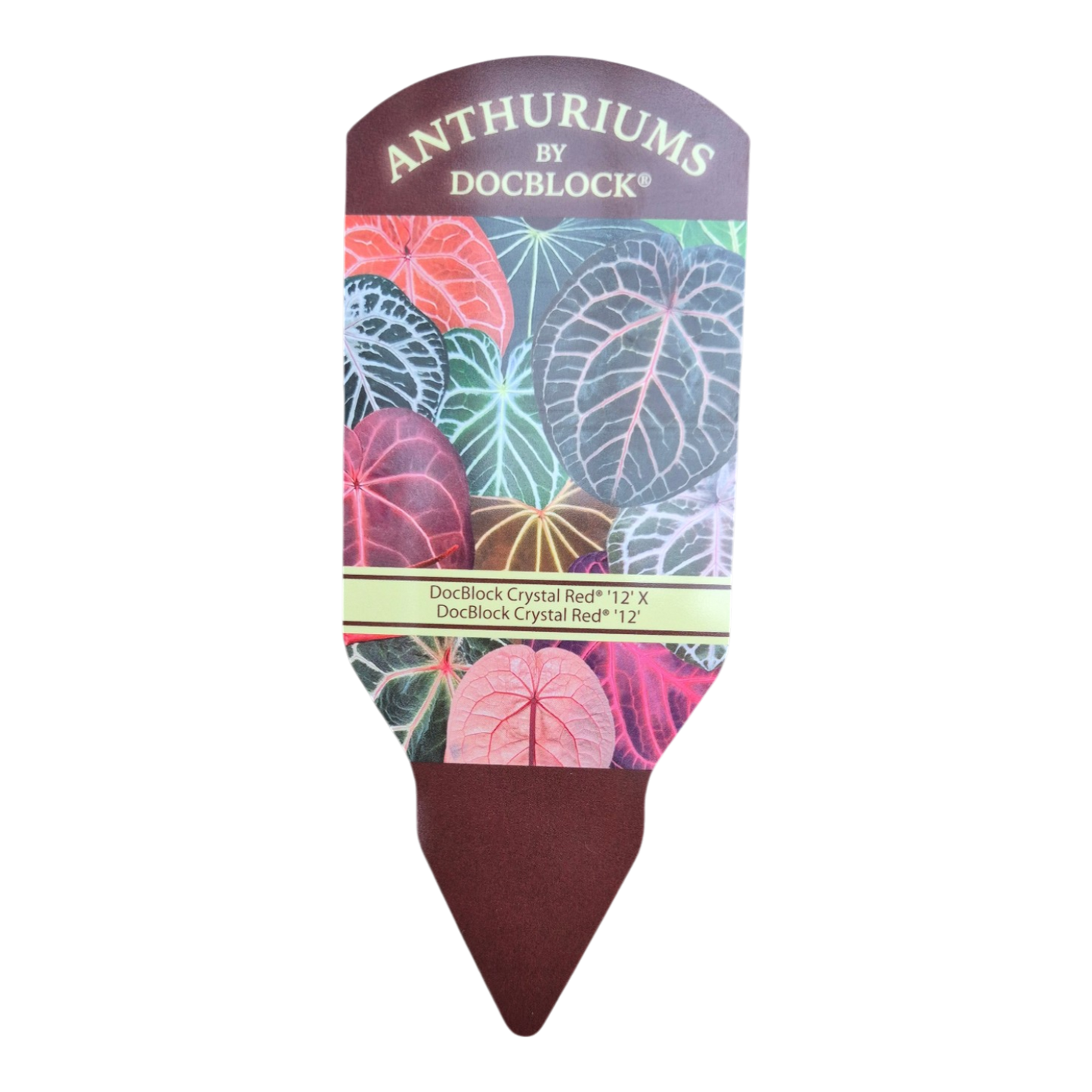 DocBlock Anthurium Crystal Red® « 12 » X Crystal Red® « 12 »