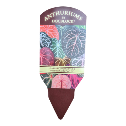 DocBlock Anthurium Crystal Red® « 12 » X Crystal Red® « 12 »