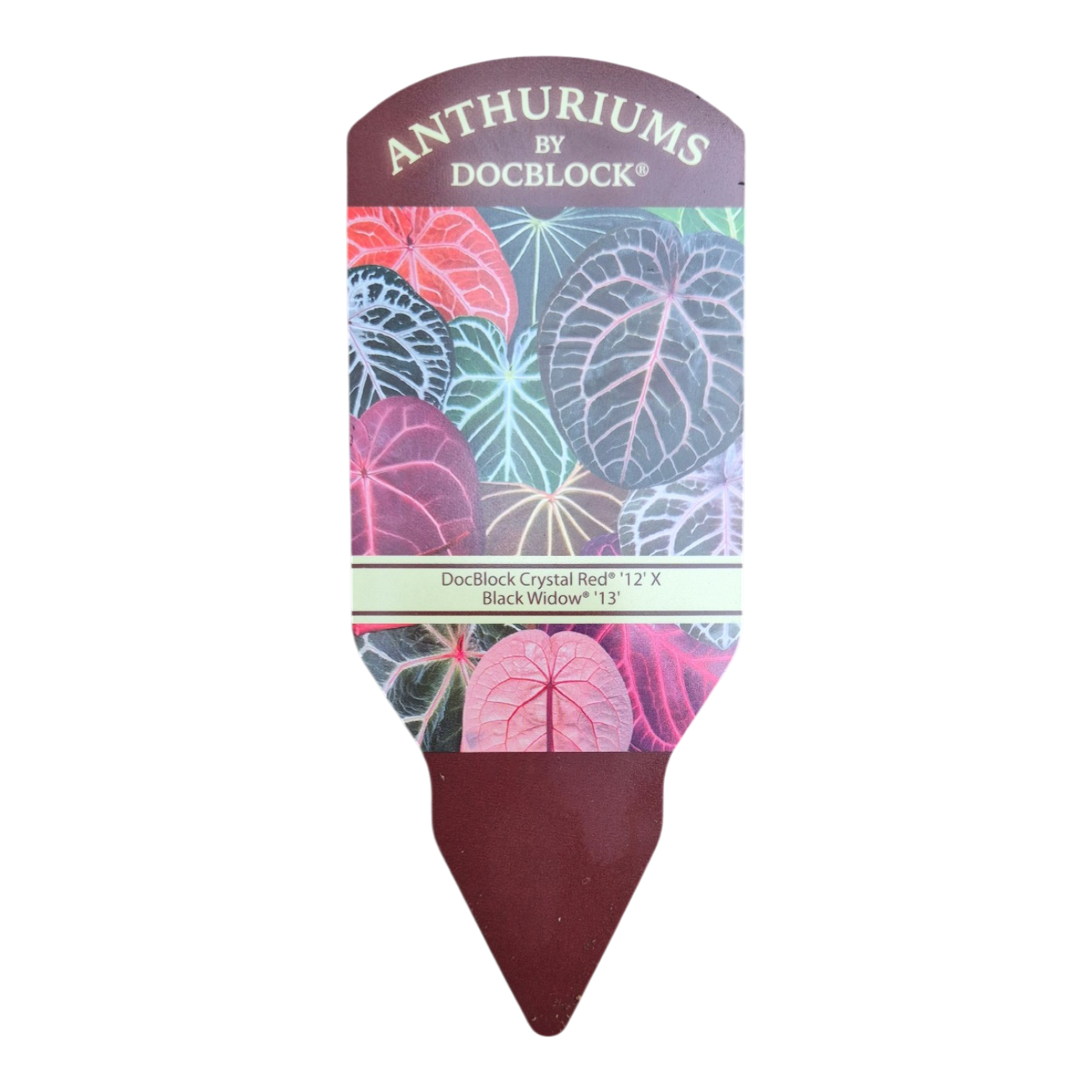 DocBlock Anthurium Crystal Red® '12' × Black Widow® '13'