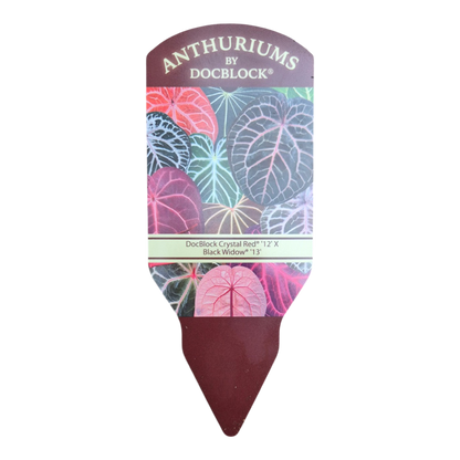DocBlock Anthurium Crystal Red® '12' × Black Widow® '13'