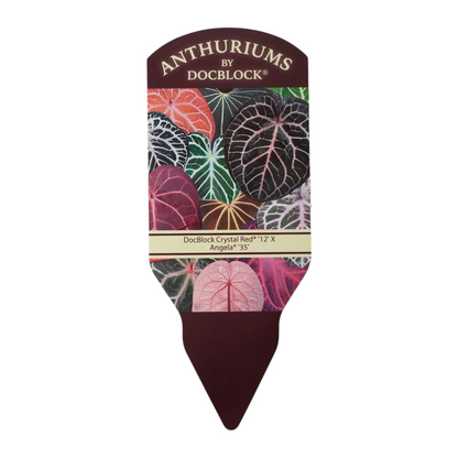 DocBlock Anthurium Red Crystal® '12'