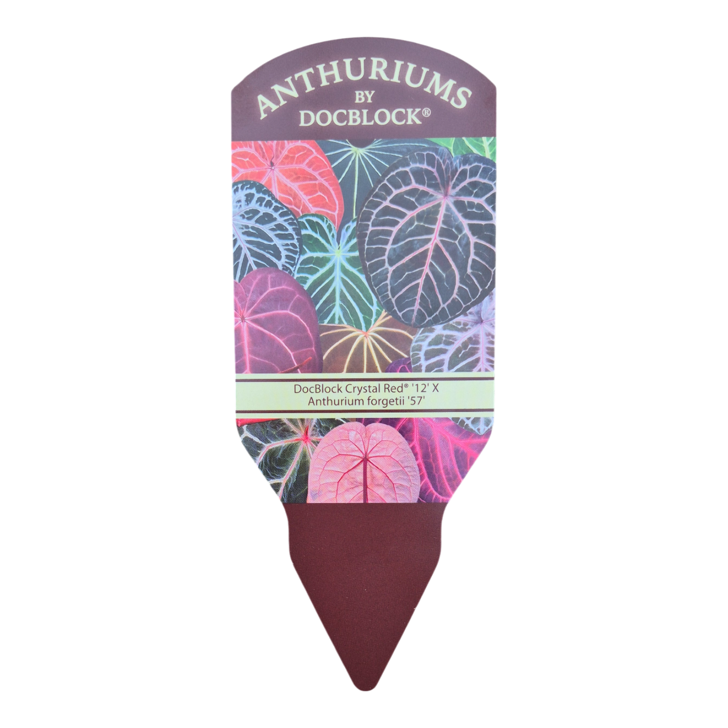DocBlock Anthurium Crystal Red® '12' X Forgetii '57'