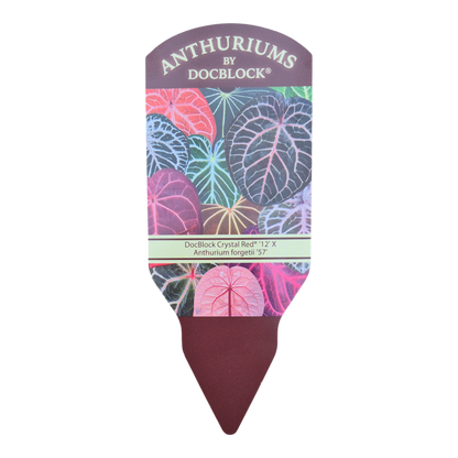 DocBlock Anthurium Crystal Red® '12' X Forgetii '57'