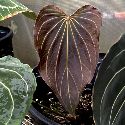 DocBlock Anthurium Dark & Handsome® '9' X Black Widow® '13'