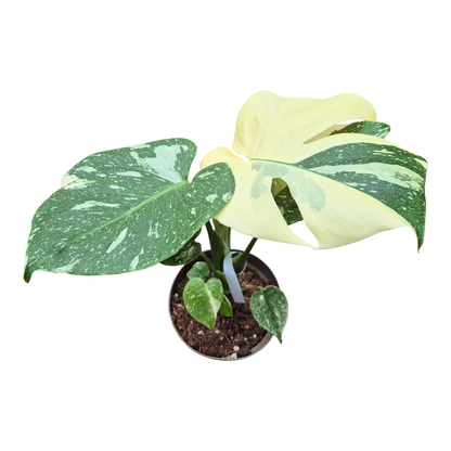 Monstera Thai Constellation Crème Brulee