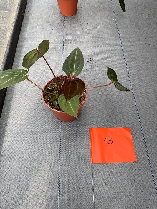 Live sale plant 13