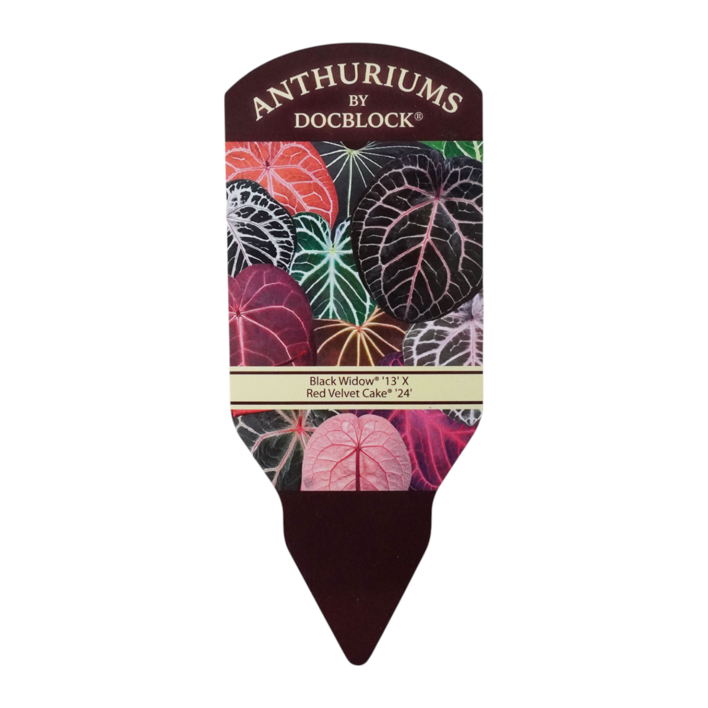 DocBlock Anthurium Black Widow® '13' x Red Velvet Cake® '24'