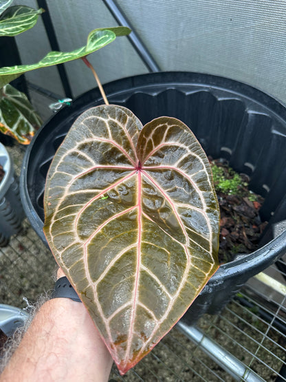 DocBlock Anthurium Dark & Handsome® '9' X Zara® '14'