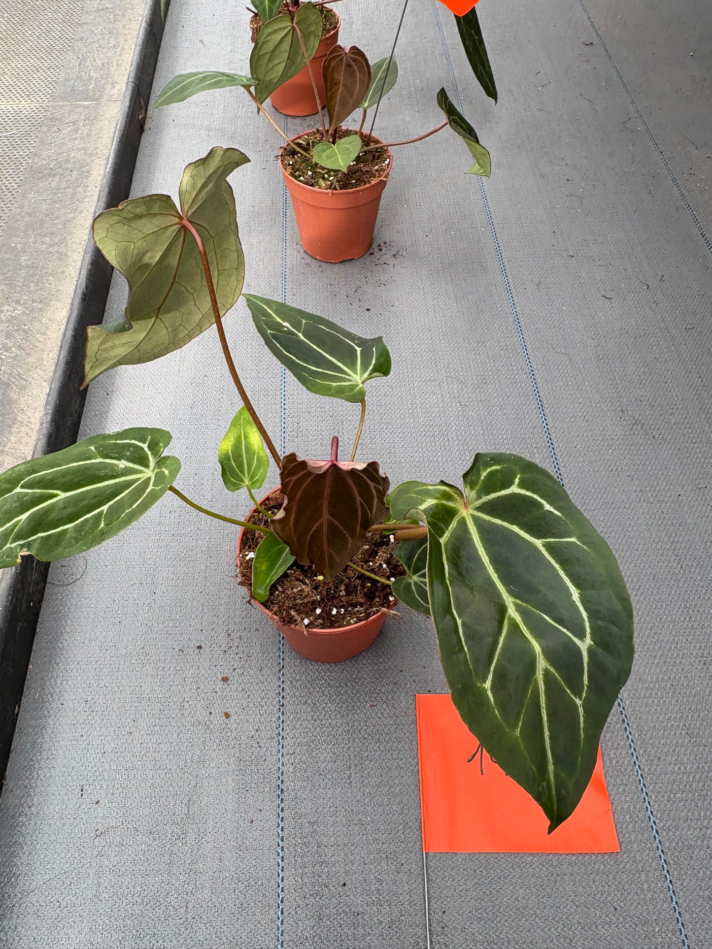 Live sale plant 14