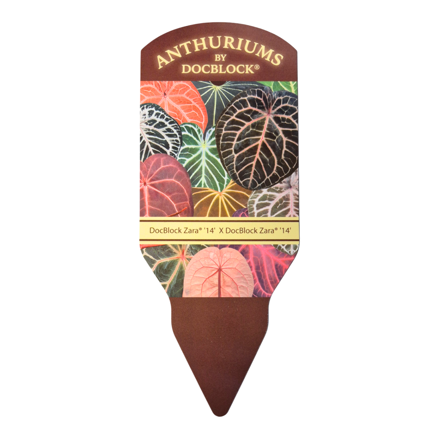 DocBlock Anthurium Zara® '14' X Zara® '14'