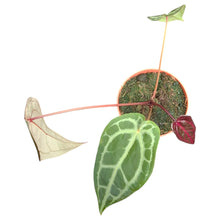 DocBlock Anthurium Zara® '14' X Home, Sweet Home® '32'