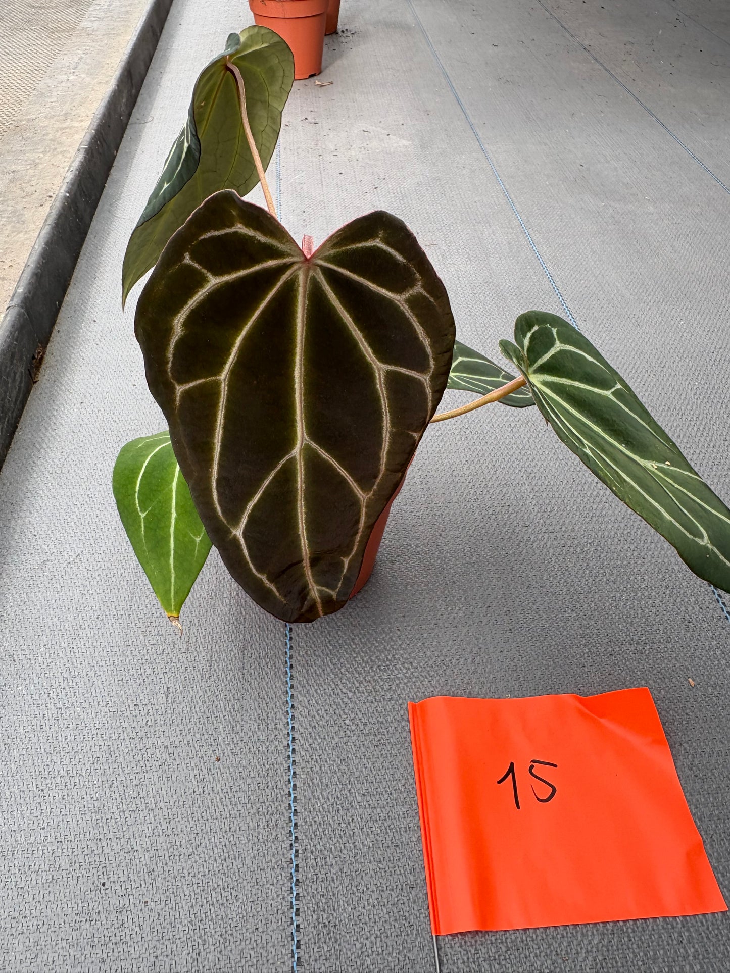 plante de vente vivante 15