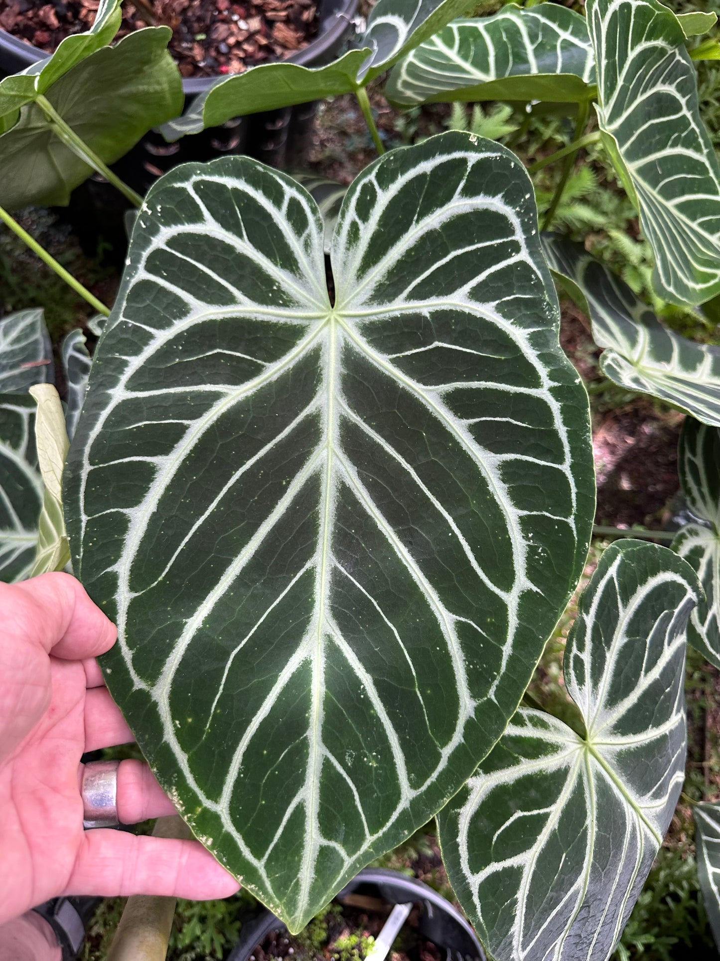 DocBlock Anthurium Briëlle® '16' × Briëlle® '16'