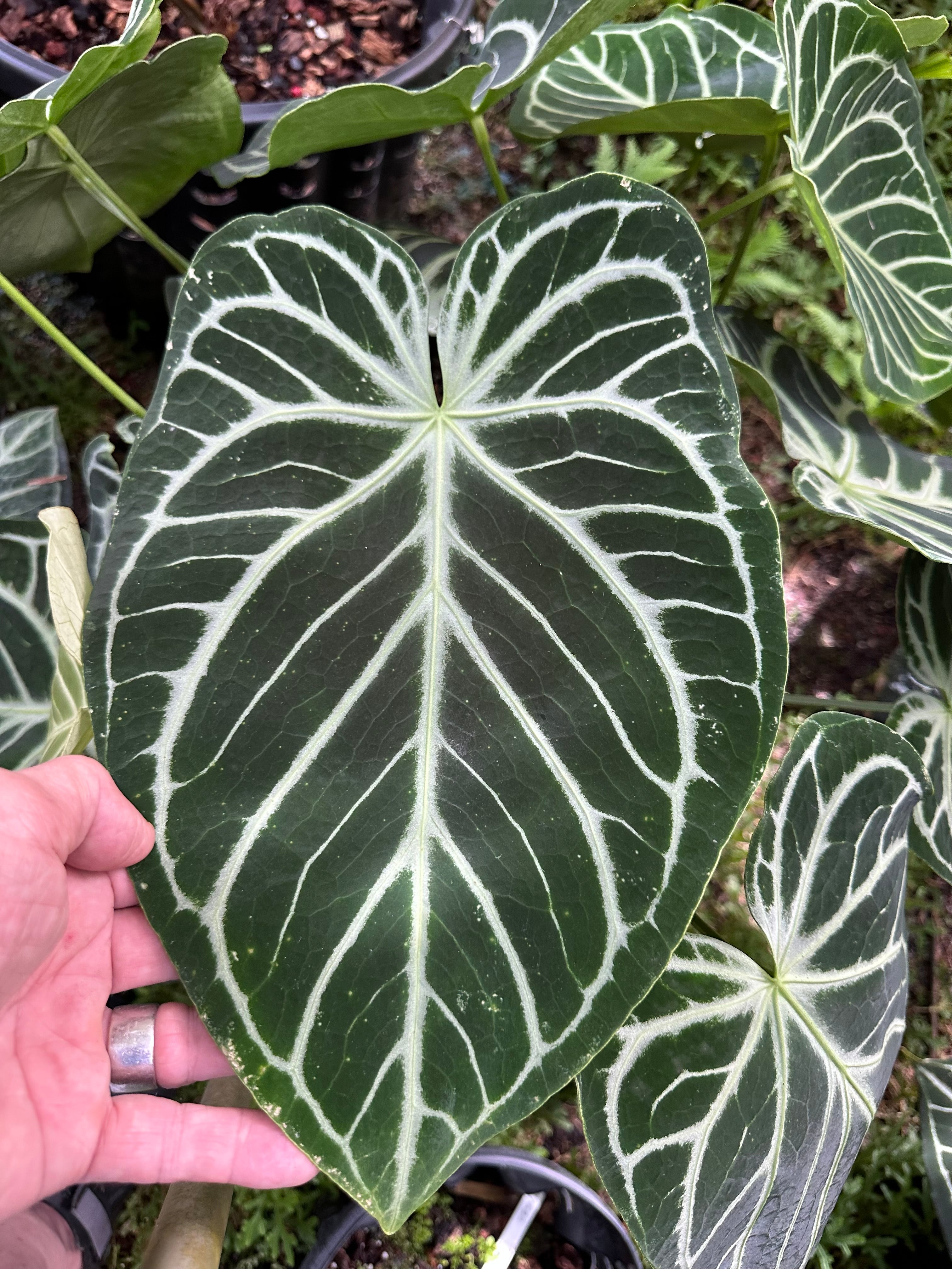 DocBlock Anthurium Briëlle® '16' X Zara® '33' – Casa Botanica