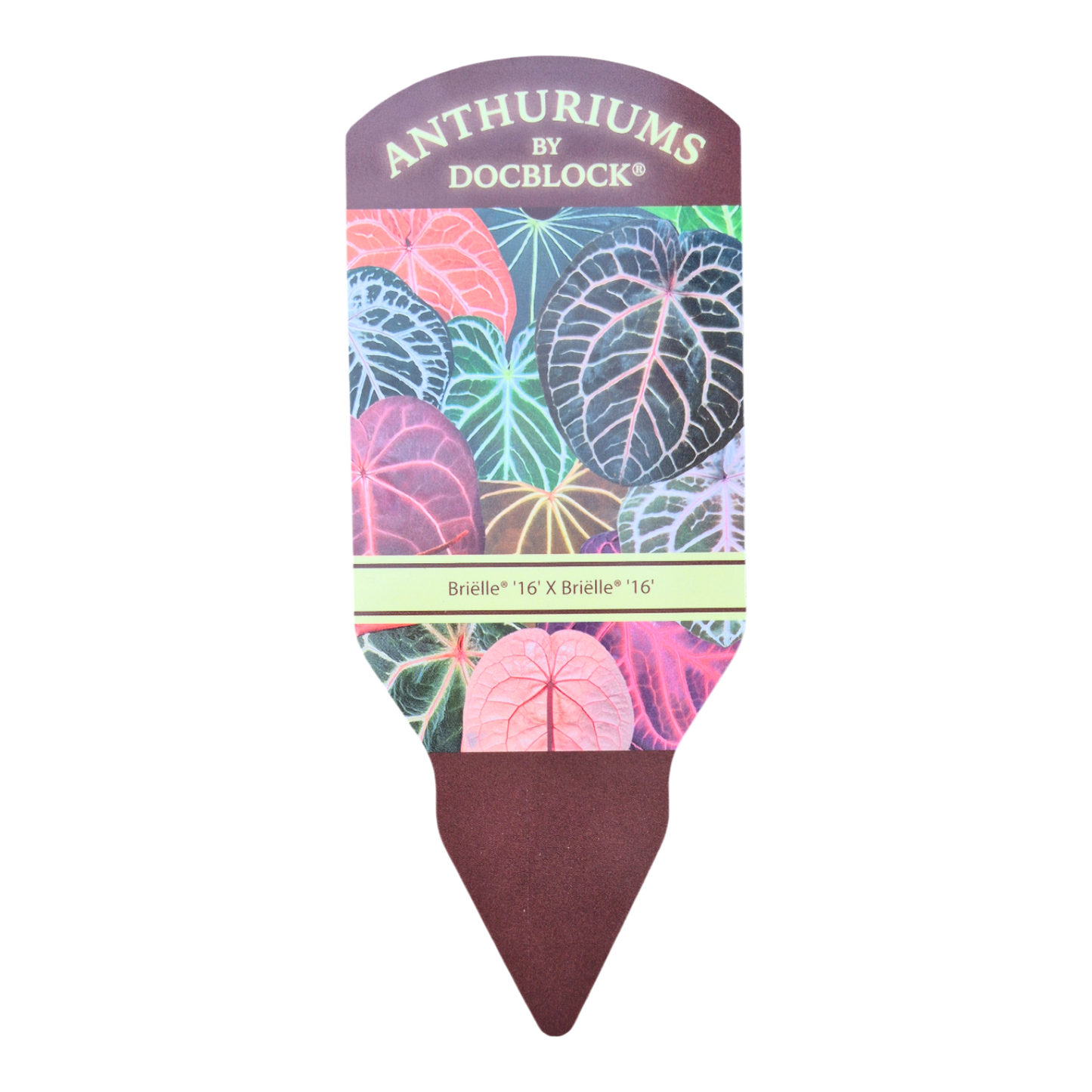 DocBlock Anthurium Briëlle® '16' × Briëlle® '16'