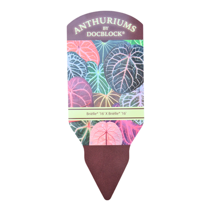 DocBlock Anthurium Briëlle® '16' X Briëlle® '16'