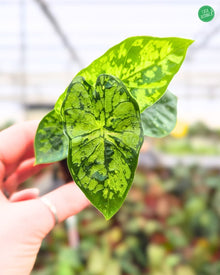 Alocasia Shattered Glass