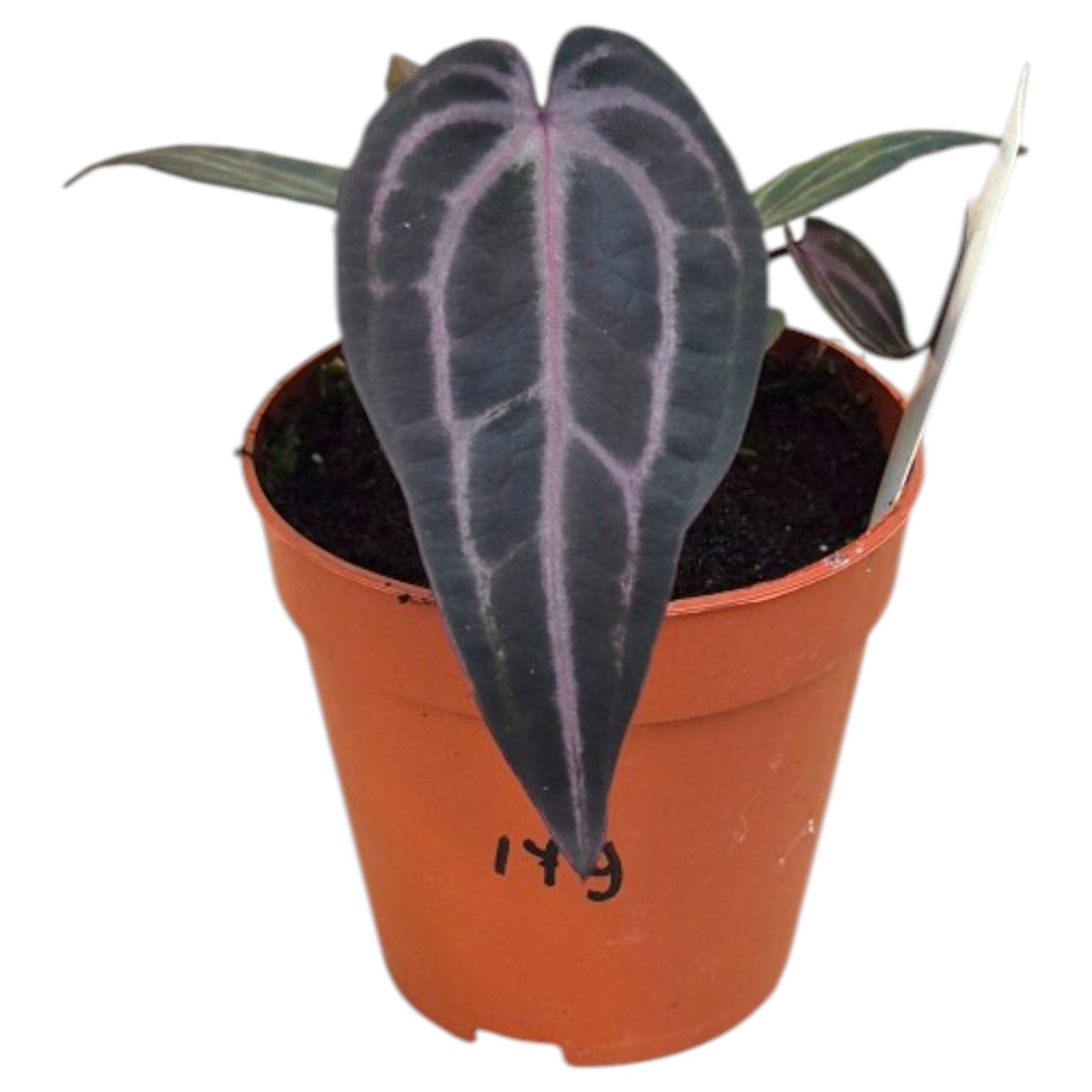 Live Sale - Plant 179 - DocBlock Anthurium Red Velvet Cake® '24' X Home Sweet Home® '32'