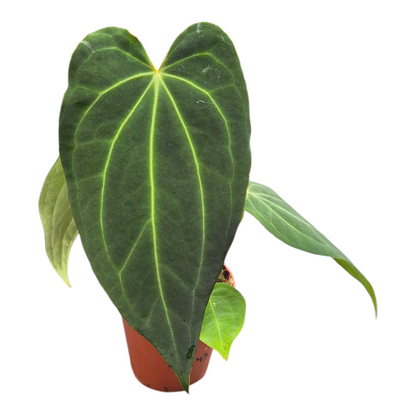 Live Sale Plant 317 DocBlock Anthurium Black Widow® '43' X Black Widow® '43'