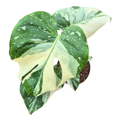 Monstera Thai Constellation Crème Brulee