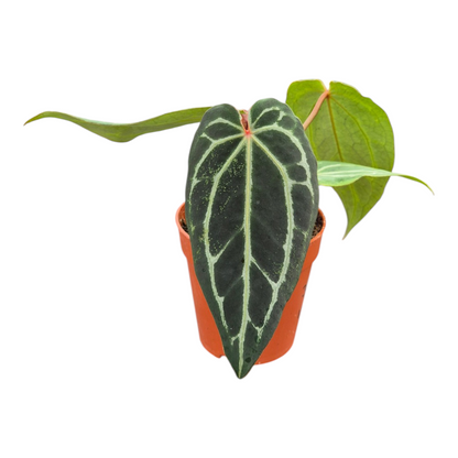 Live Sale Plant 318 DocBlock Anthurium Michelle® '1' X Black Widow® '13'