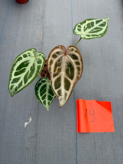 Live-Verkaufspflanze 19