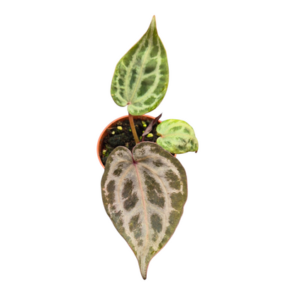 Live Sale Plant 319 DocBlock Anthurium Angela® '35' X Angela® '35'