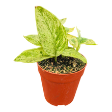 Scindapsus Crème Brûlée