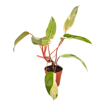 Philodendron Shady Lady