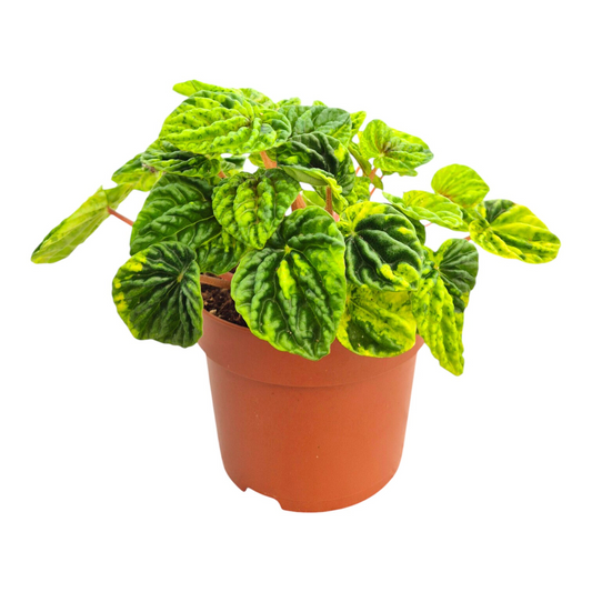 Peperomia Candora® Monet 'LENCANMON'