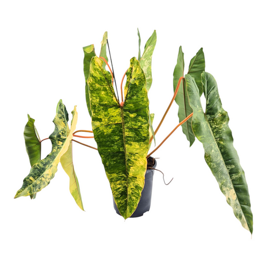 Philodendron Billietiae Variegata *1