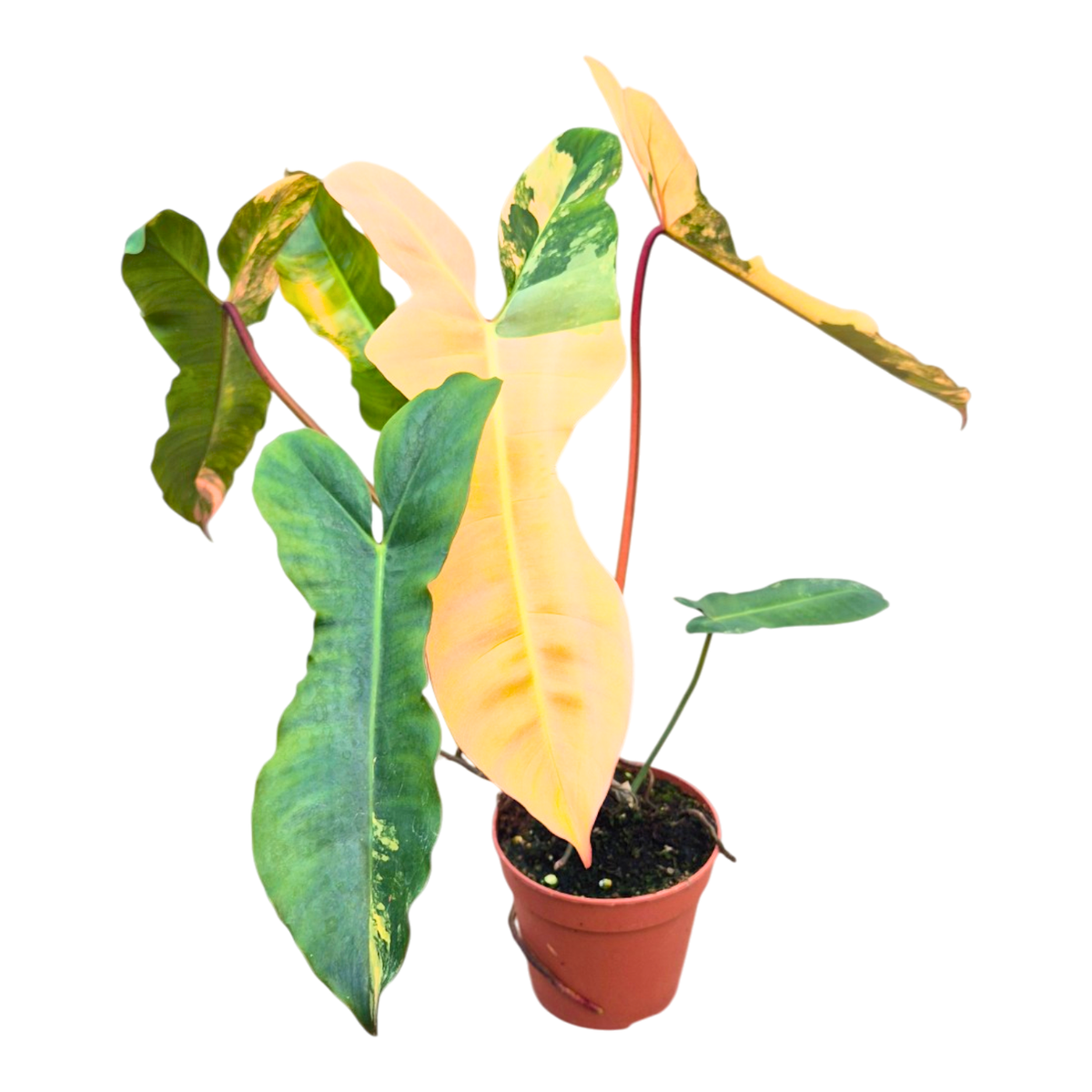 Selected Philodendron Florida Beauty X Billietiae Variegata