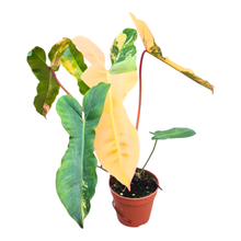 Selected Philodendron Florida Beauty X Billietiae Variegata