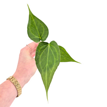 Anthurium Delta Force