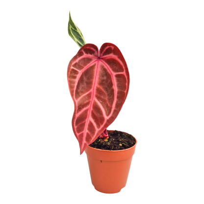 DocBlock Anthurium Brown Derby® '39' X Home, Sweet Home® '32'