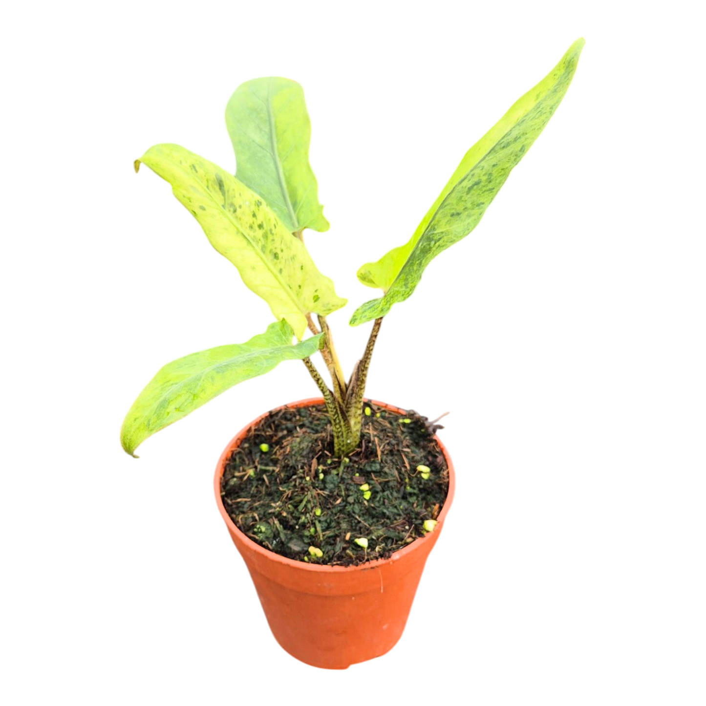 Alocasia Lauterbachiana Variegata