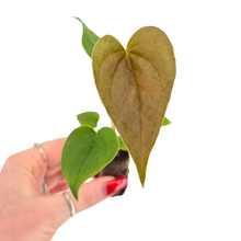 Anthurium Red Beauty