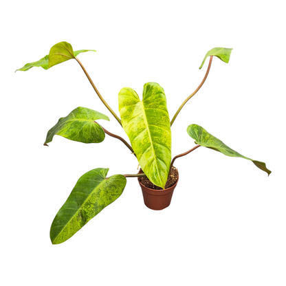 Philodendron Whipple Way Marble