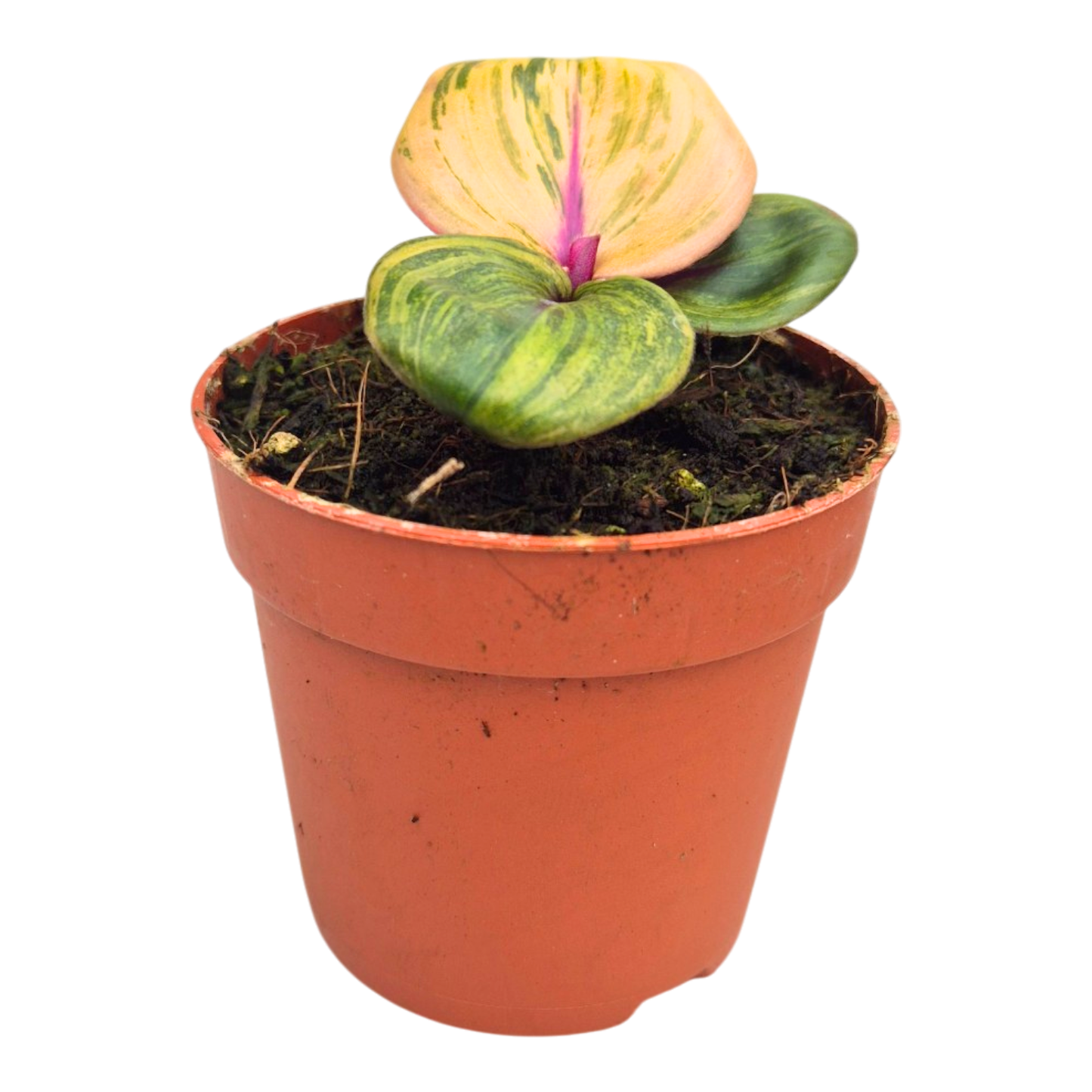 絨毛金盞花「Aura Flame」
