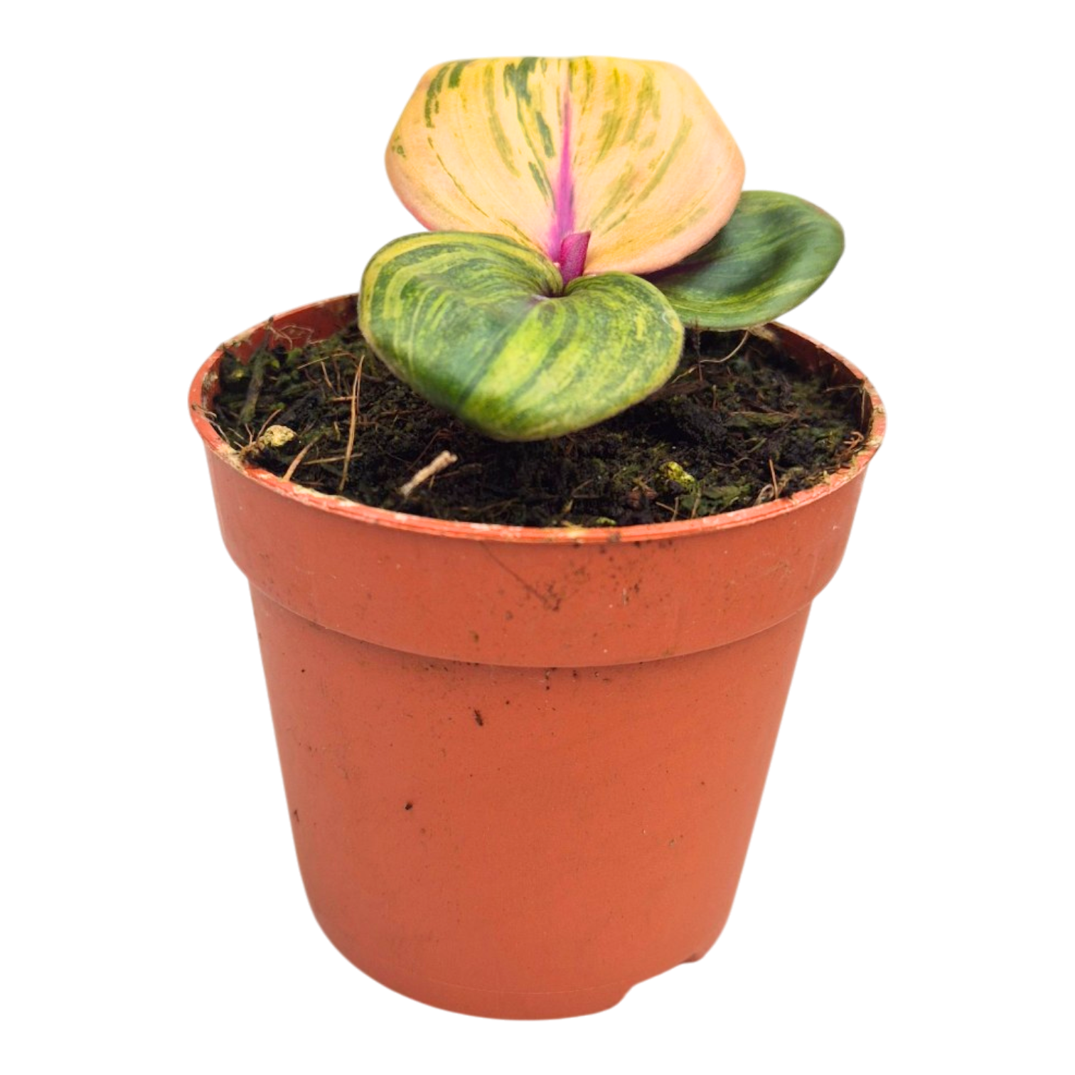 buy jade plant Crassula ovata, Jade | Lexington, KY main image 0